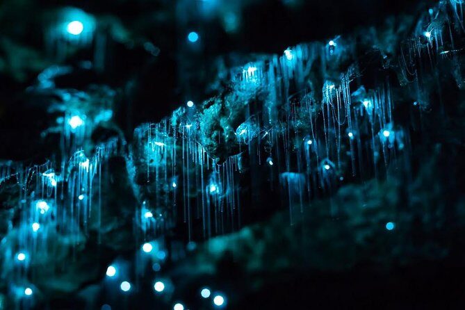 Glow-worms, Waterfalls & Rainforest Experience - The Sum Up: Why Choose This Tour?