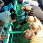 Goat Island: Glass Bottom Boat Tour - An In-Depth Look at the Goat Island Glass Bottom Boat Tour