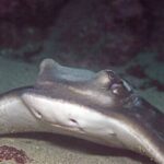Goat Island Marine Reserve: Full-Day Dive Charter - Frequently Asked Questions