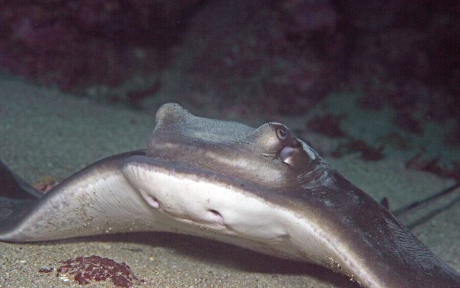 Goat Island Marine Reserve: Full-Day Dive Charter - Frequently Asked Questions