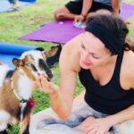 Goat Yoga with Miniature Goats In Maui - The Sum Up