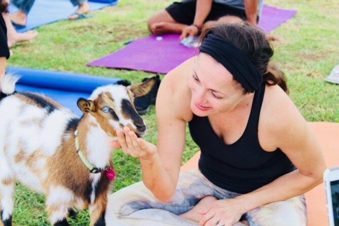 Goat Yoga with Miniature Goats In Maui - The Sum Up