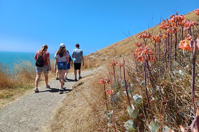 Godley Head Scenic Drive & Guided Walk (Shore Excursion) - How the Experience Feels in Practice