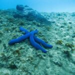 Gold Coast: Cook Island Marine Reserve Scuba Experience Dive - Who Should Consider This Tour?