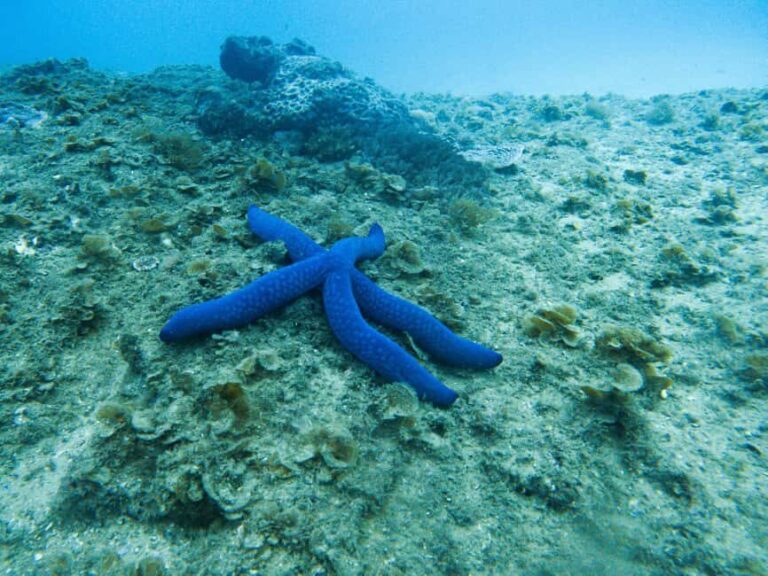 Gold Coast: Cook Island Marine Reserve Scuba Experience Dive - Who Should Consider This Tour?