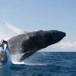 Gold Coast/Coolangatta: Whale Watching with Marine Biologist - An In-Depth Look at the Whale Watching Experience