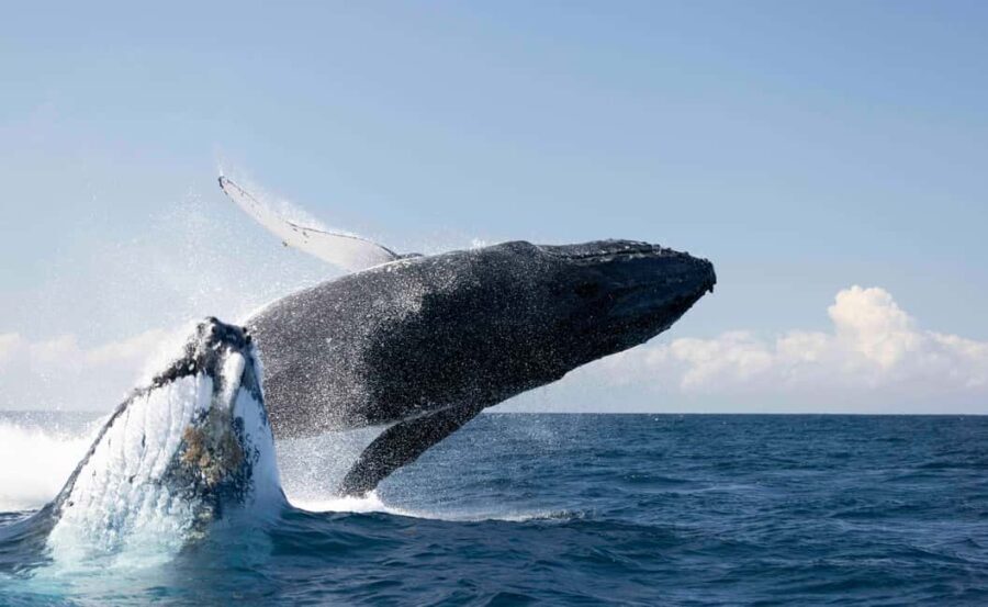 Gold Coast/Coolangatta: Whale Watching with Marine Biologist - An In-Depth Look at the Whale Watching Experience