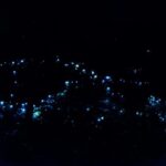 Gold Coast: Evening Rainforest and Glow Worm Experience - In-Depth Review: What Makes This Tour Stand Out