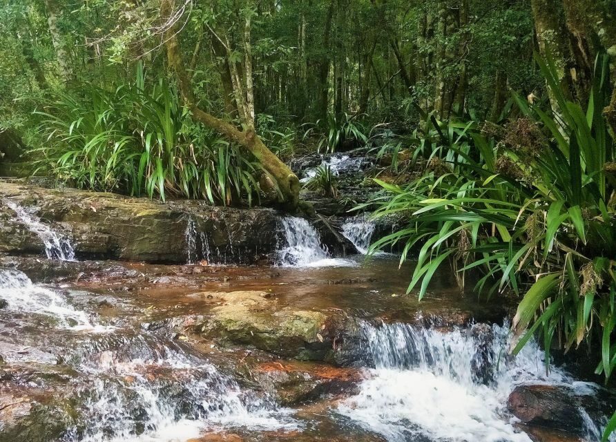 Gold Coast: Glow Worms Nocturnal Rainforest & Waterfall Walk - Who Should Consider This Tour?