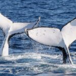 Gold Coast: Luxury Whale Watching Tour on a Superyacht - An In-Depth Look at This Gold Coast Whale Watching Tour