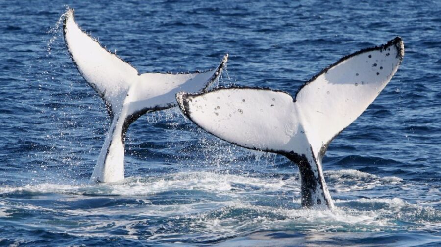 Gold Coast: Luxury Whale Watching Tour on a Superyacht - An In-Depth Look at This Gold Coast Whale Watching Tour