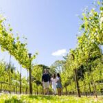Gold Coast: Luxury Wine Tour with Gourmet Lunch & Distillery - The Itinerary: What You Can Expect