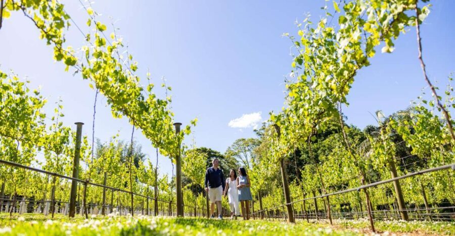 Gold Coast: Luxury Wine Tour with Gourmet Lunch & Distillery - The Itinerary: What You Can Expect