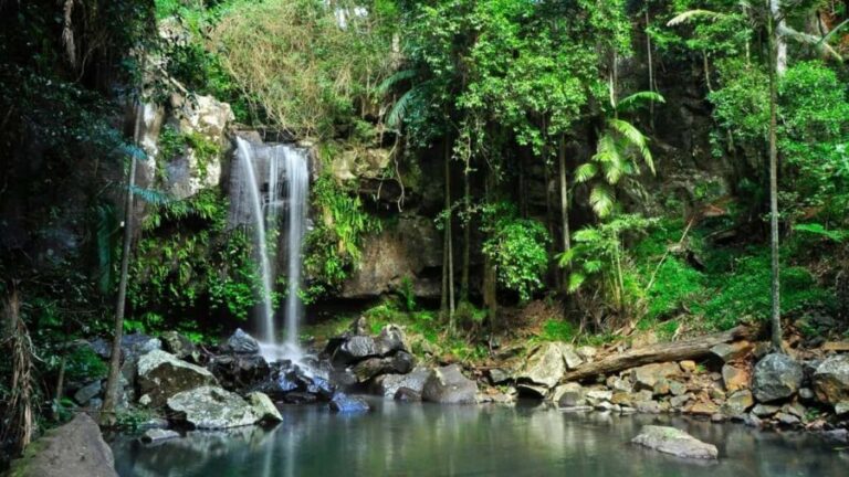 Gold Coast: Mount Tamborine Kangaroo and Koala Day Tour - Exploring Mount Tamborine: What You Can Expect