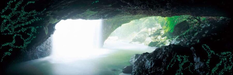 Gold Coast: Natural Bridge Glow Worm Night Tour - The Sum Up