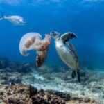 Gold Coast: Snorkel with Turtles - Exploring the Gold Coast: Snorkel with Turtles in Detail