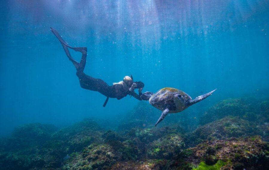 Gold Coast: Snorkeling with Turtles Half-Day Tour - A Closer Look at the Itinerary