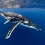 Gold Coast: Swim with Whales - Value for Money and Overall Impression