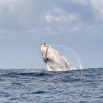 Gold Coast: Swim with Whales - Who Is This Tour Best For?