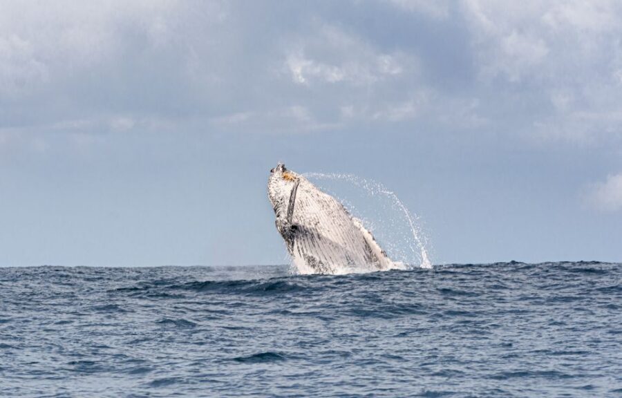 Gold Coast: Swim with Whales - Who Is This Tour Best For?