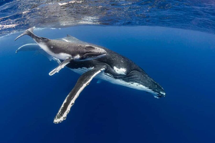Gold Coast: Swim with Whales - Value for Money and Overall Impression