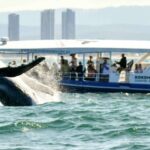 Gold Coast Whale Experience - Why This Tour Is a Solid Choice