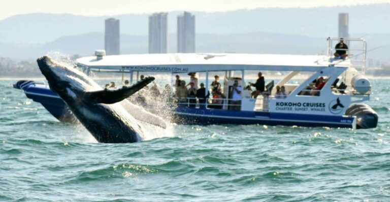 Gold Coast Whale Experience - Why This Tour Is a Solid Choice