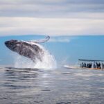 Gold Coast: Whale Watching - Final Thoughts