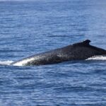 Gold Coast Whale Watching Adventure Tours - FAQ