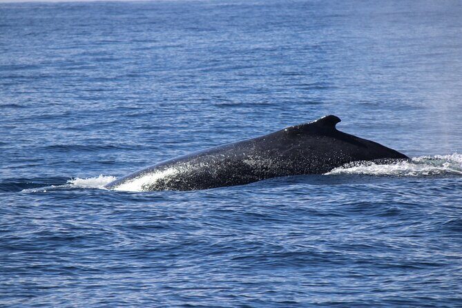 Gold Coast Whale Watching Adventure Tours - FAQ