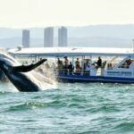 Gold Coast Whale Watching Cruise - Final Thoughts: Who Should Consider This Tour?