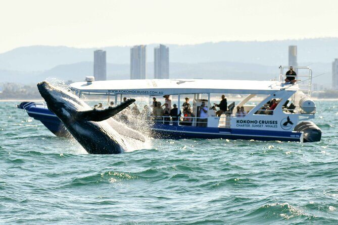 Gold Coast Whale Watching Cruise - Final Thoughts: Who Should Consider This Tour?