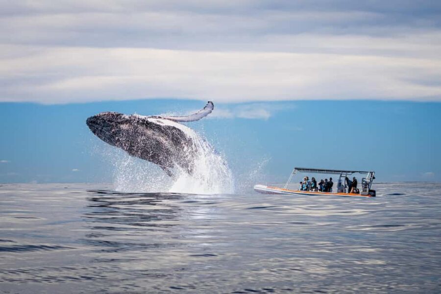 Gold Coast: Whale Watching - Final Thoughts