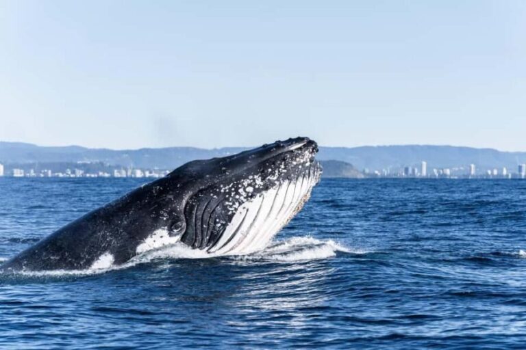 Gold Coast: Whales, Dolphins & Snorkelling with Turtles - Who Will Love This Tour?