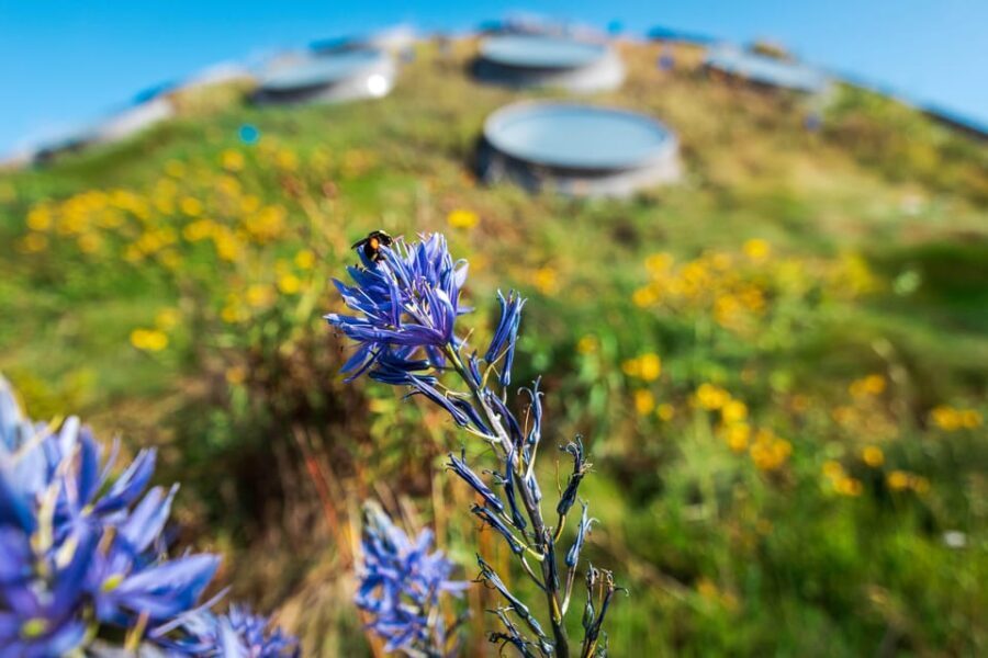 Golden Gate Park Tour With California Academy of Sciences - Who Will Love This Tour?