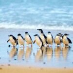 Golden Hour Penguins Express Tour with Pickups on Phillip Island - FAQ
