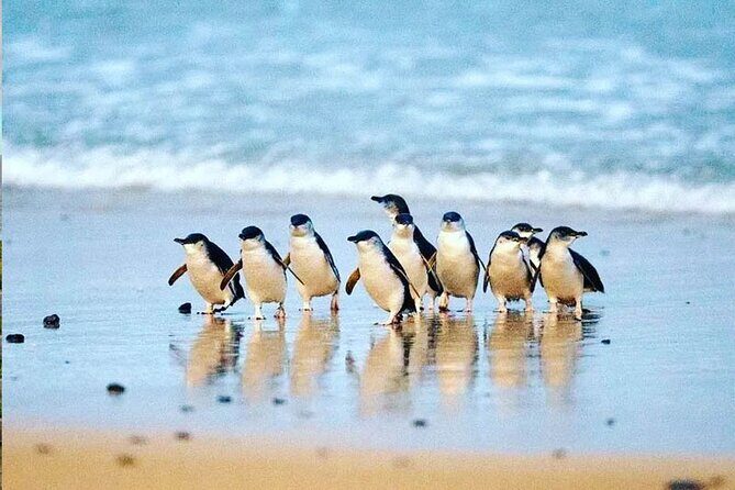 Golden Hour Penguins Express Tour with Pickups on Phillip Island - FAQ