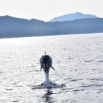 Golfo Aranci: Eco-Friendly Dolphin Watching Boat Trip - Practical Tips for Your Dolphin Watching Trip