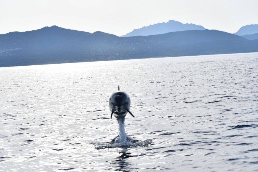 Golfo Aranci: Eco-Friendly Dolphin Watching Boat Trip - Practical Tips for Your Dolphin Watching Trip