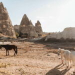 Göreme: Private Camel Tour, Pottery, Horse Ride w/Lunch - Who Should Consider This Tour?