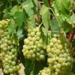 Gourmet Wine Tour San Gimignano Wine Tasting - San Quirico Winery - Frequently Asked Questions