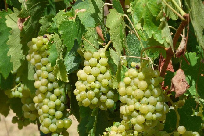 Gourmet Wine Tour San Gimignano Wine Tasting - San Quirico Winery - Frequently Asked Questions