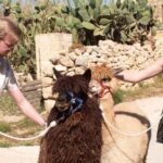 Gozo Alpaca Walks : with feeding and farm visit - Who Would Love This?