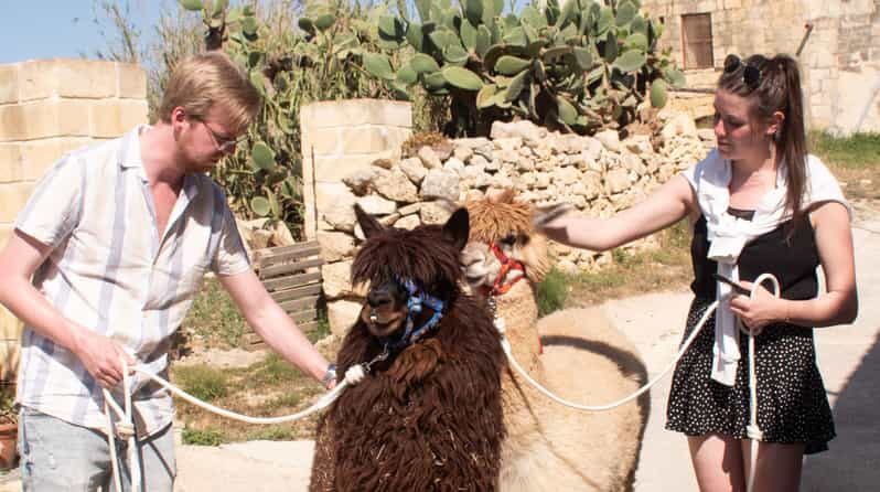 Gozo Alpaca Walks : with feeding and farm visit - Who Would Love This?