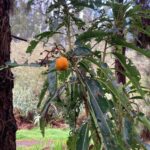 Gran Canaria: excursion to the Laurisilva Forest - An In-Depth Look at the Laurisilva Forest Excursion