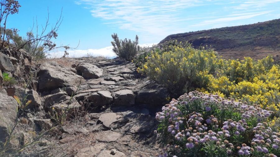 Gran Canaria: Full-Day Guided Hiking With Snacks - An Honest Look at the Gran Canaria Guided Hiking Tour