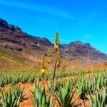 Gran Canaria Highlights Full-Day Tour by Bus - Who Should Consider This Tour