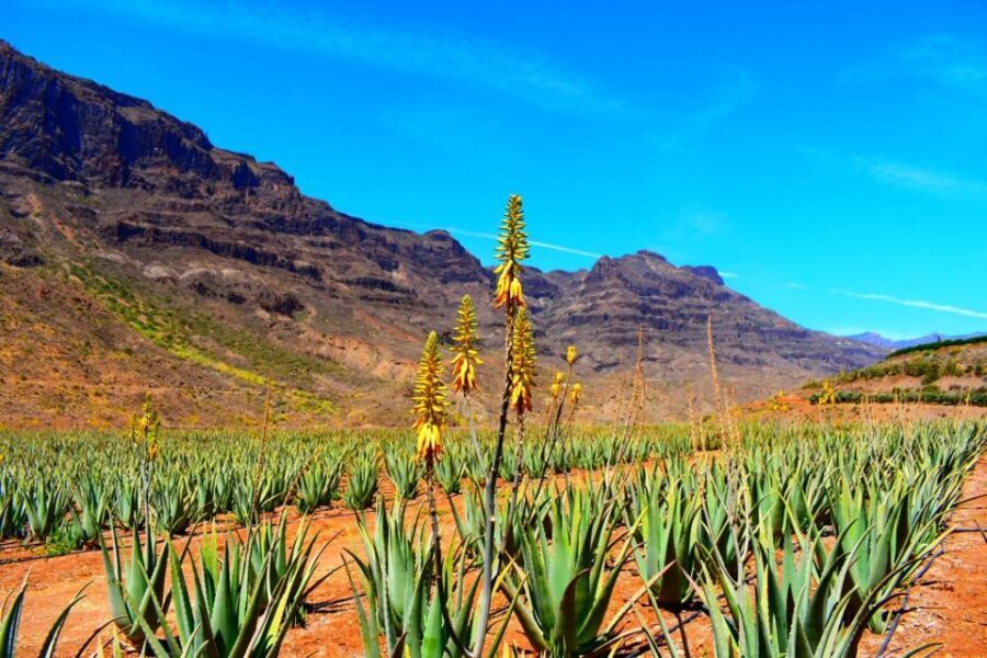 Gran Canaria Highlights Full-Day Tour by Bus - Who Should Consider This Tour