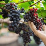 Gran Canaria: Rum, Wines and Banana Tour - A Closer Look at the Tour Experience