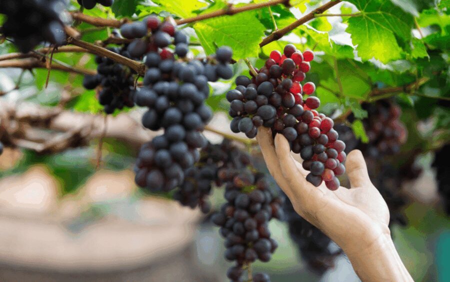 Gran Canaria: Rum, Wines and Banana Tour - A Closer Look at the Tour Experience